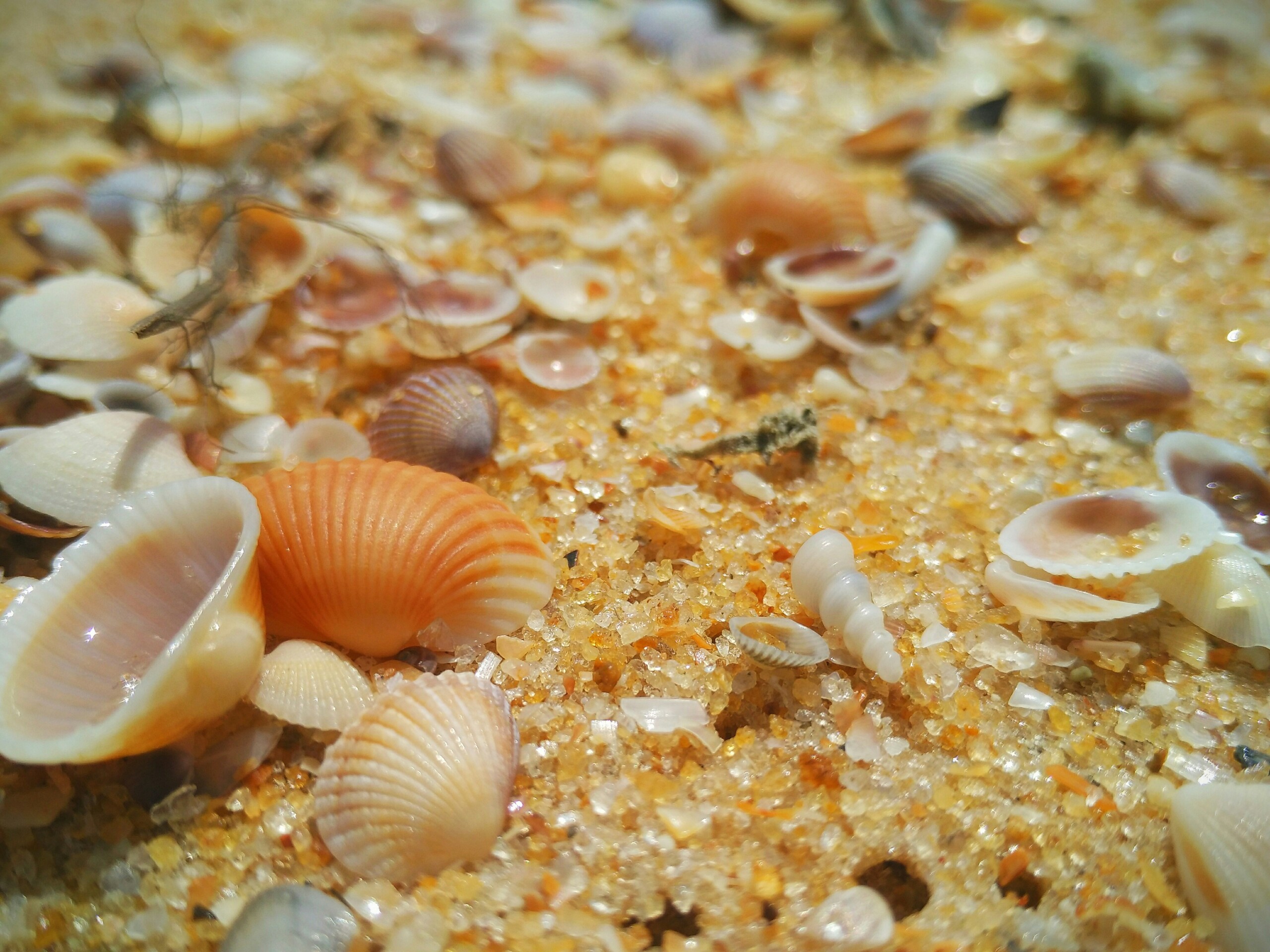 Multiple Day Diving