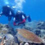 Best Place to Scuba Diving in Sri Lanka | Kalpitiya Diving Center